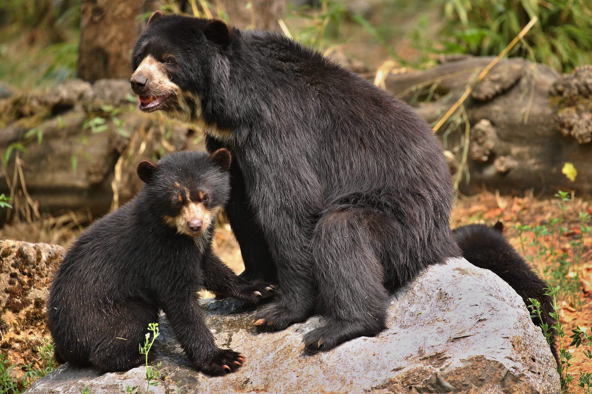 andean-spectacled-bears-tremarctos-ornatus