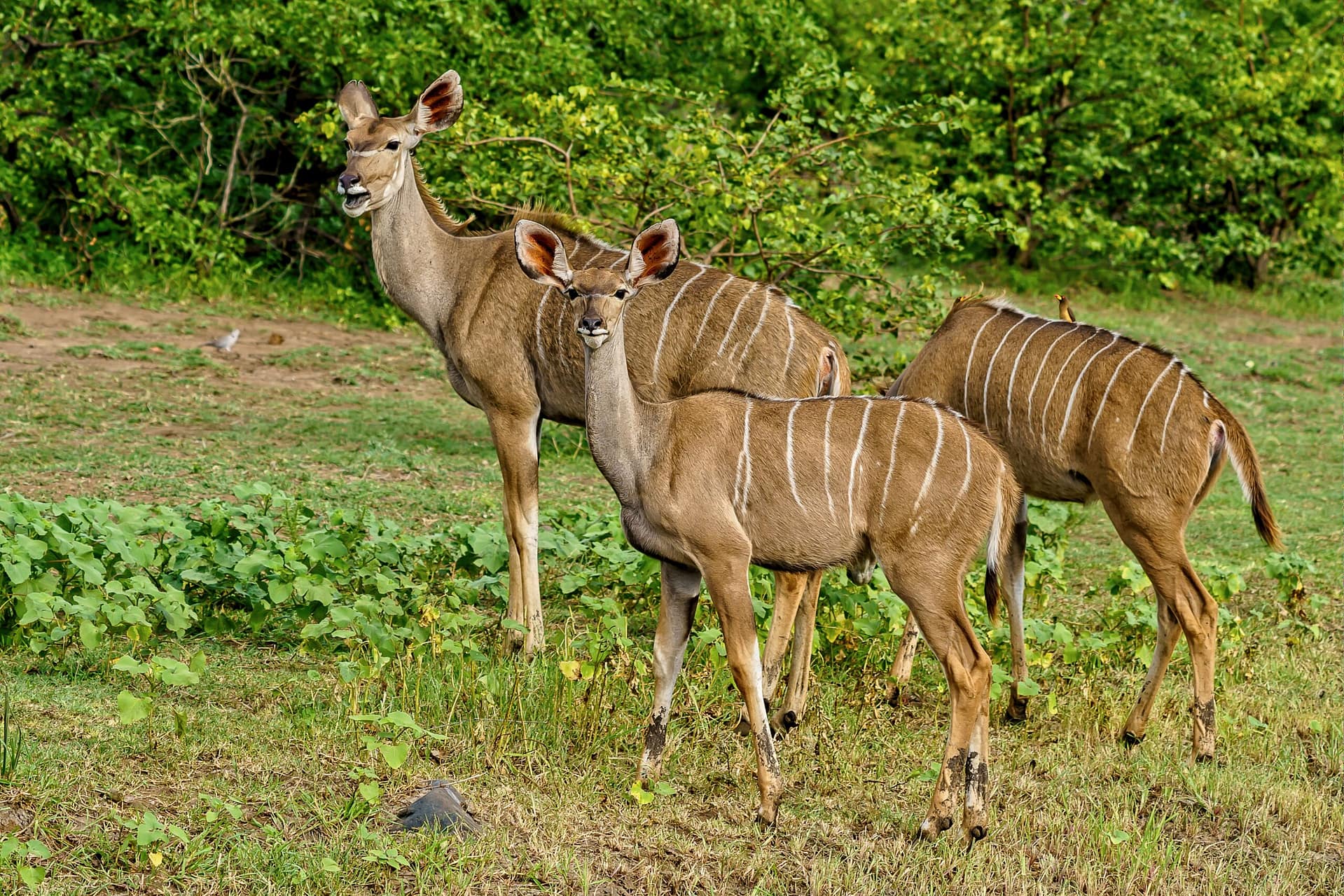 A beautiful shot of three kudus walking together surrounded by green nature during daylight