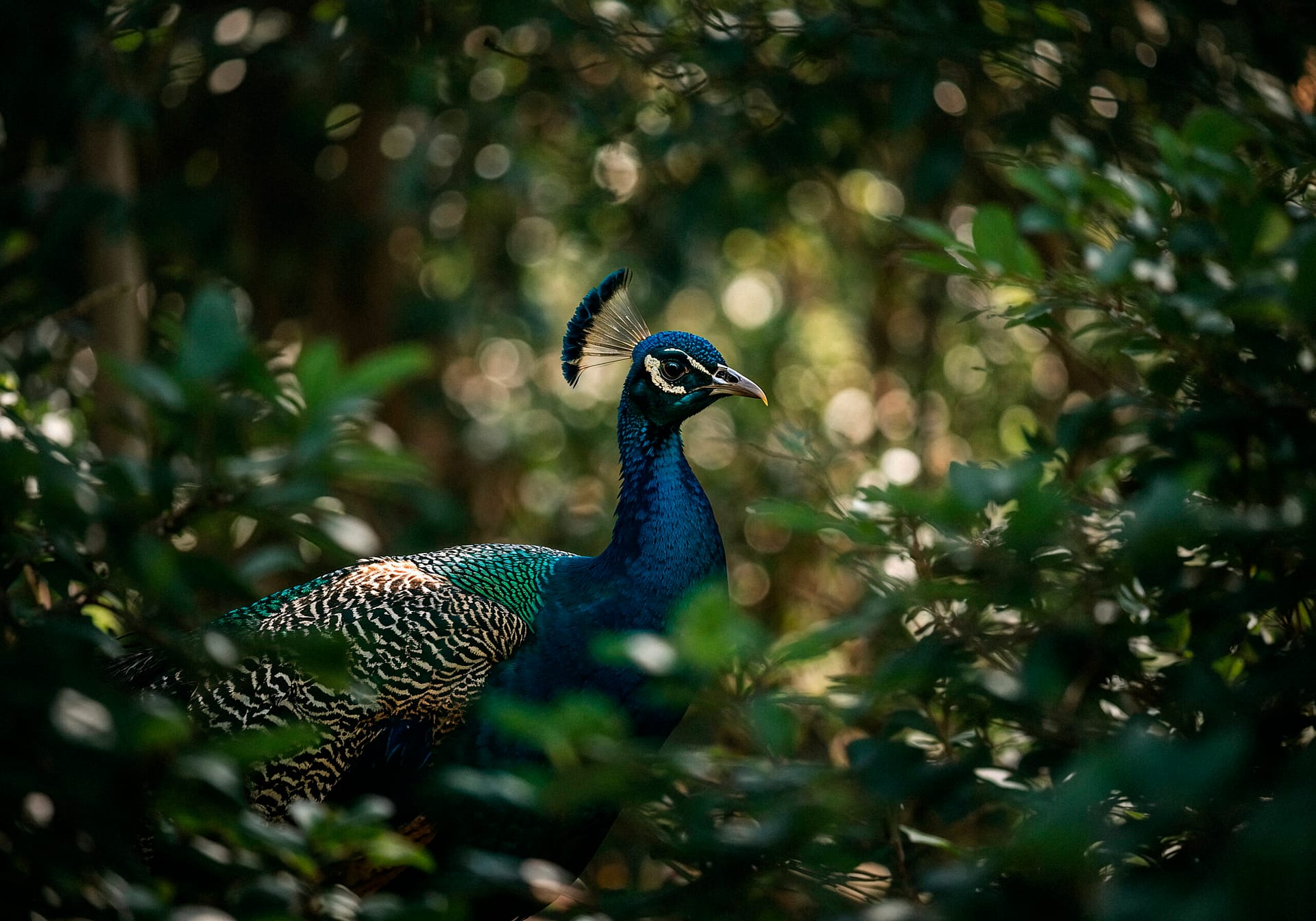 peacock-foliage