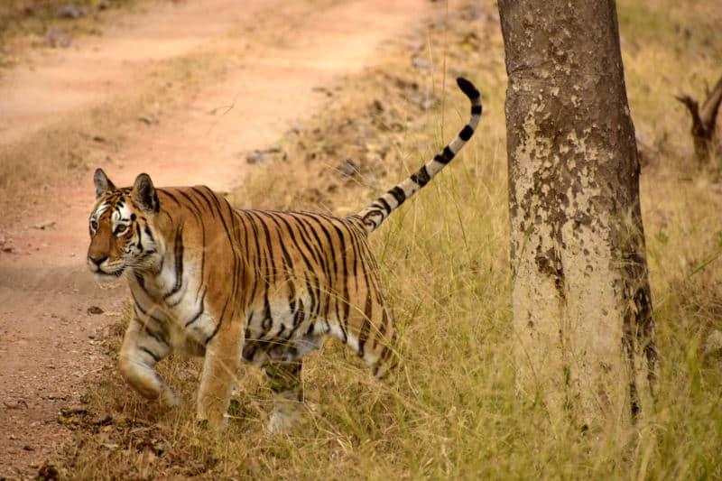 Tigress-Collarwali-Queen-of-Pench-1