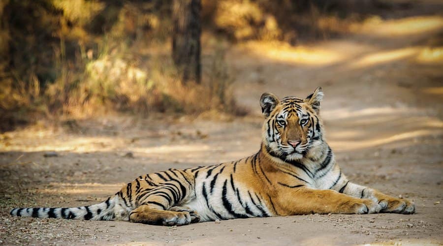 pench-tiger-safari
